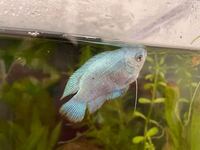 今朝から突然コバルトドワーフグラミーがほとんど動かなくなって Yahoo 知恵袋