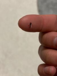 この虫何 ベランダに大量発生なんだけど 蚊じゃない Yahoo 知恵袋