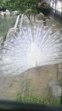 昨日 王子動物園に居た孔雀ですが 真っ白でとても美しく綺麗でした 真っ Yahoo 知恵袋