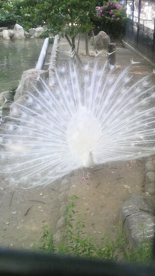 昨日 王子動物園に居た孔雀ですが 真っ白でとても美しく綺麗でした 真っ Yahoo 知恵袋