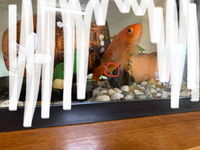 わずかですが金魚の体からフンが出ています 1日以上このような状態です Yahoo 知恵袋