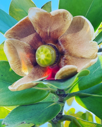 ハワイで咲いていた花なのですが 名前がわかる方いませんか 大きさは手 Yahoo 知恵袋