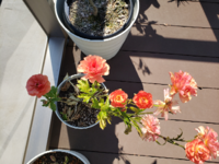 ラナンキュラスラックス を育てていますが 下葉が枯れてき Yahoo 知恵袋