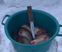 この魚なんという種類か分かりますか 場所は多分ロシアで Yahoo 知恵袋