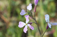 写真の花は大根の花でしょうか 土手に咲いていました 教えていただけます Yahoo 知恵袋