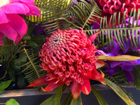 この植物の名前を教えてください テロペア ワラタ でしょう Yahoo 知恵袋