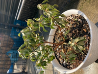 どなたか回答お願いしますm Mこれは アセビの木枯れていますか Yahoo 知恵袋