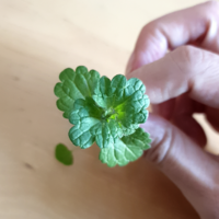 この草は何だと思われますか ググッたらレモンバームと似てましたが香りが Yahoo 知恵袋