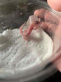 昨日ヒョウモントカゲモドキ レオパ のスーパーマックスノーのベビーを Yahoo 知恵袋