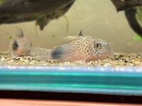 我が家で飼っているコリドラス シミリス の体調がよくないです Yahoo 知恵袋