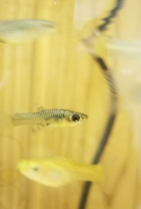 至急です あの熱帯魚の写真です ボケていますが こんな感じで Yahoo 知恵袋