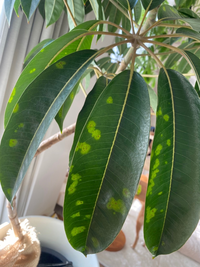 ツピタンサスを購入して2年位です 昨年末あたりから葉が写真の様になりま Yahoo 知恵袋