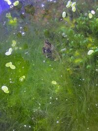 カイミジンコの増やし方 教えて下さい 今は小さな容器で勝手に繁殖しています Yahoo 知恵袋