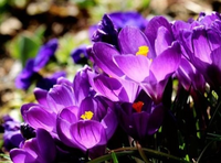 緑の花を教えてください キャラの名前にするので 名前にも使えそうな花の名前 Yahoo 知恵袋