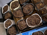 ピーマンの種を植えて キッチンペーパーを濡らしてタネを撒き ジッパー袋 Yahoo 知恵袋