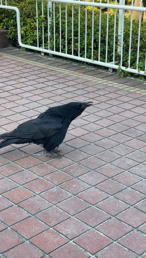 カラスがポキっていう音と共に猫が毛玉を吐くような動作をしていました こ Yahoo 知恵袋
