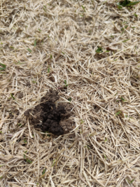 庭の芝生の上の所々に、掘られたような？土が何個も盛り上がっていました。 全て3センチ〜5センチ以内の土です。

これはなにかに掘り起こされたのですか？
それとも湿度とかで土が盛り上がってきた現象でしょうか？