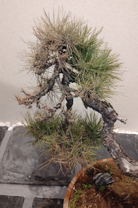 五葉松の盆栽を買ったのですが 水やりが足りなかったのか 枯れ始めていま Yahoo 知恵袋