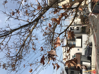 このモミジの種類はなんでしょうか 定期的に水やりしていますが Yahoo 知恵袋