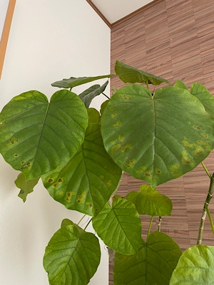 ウンベラータが葉の病気にかかってしまいました。これは錆病でしょうか