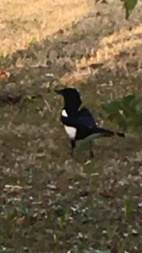 この鳥の名前わかる方いますか 福岡県で見たのてすが 初めて見たので名前 Yahoo 知恵袋