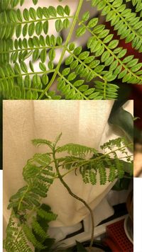 この植物はなんだと思いますか エバーフレッシュみたいに 葉が細長く無く Yahoo 知恵袋