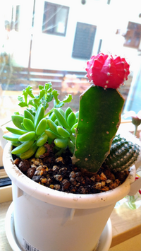 ドラゴンフルーツって三角柱 四角柱 ドラゴンフルーツを種から蒔き 長さ30 Yahoo 知恵袋