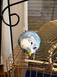 鳥さんが壁紙をかじるのですが 皆さんのお家で壁紙対策をされている方 どうさ Yahoo 知恵袋