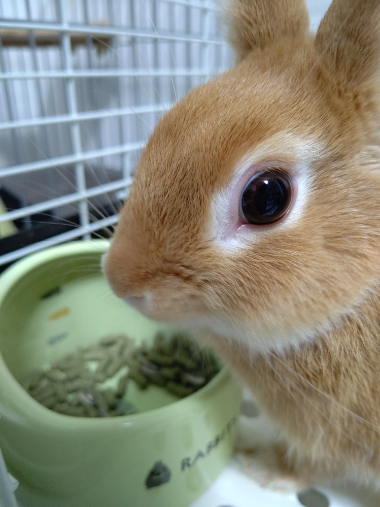 げっ歯類 ウサギ 解決済みの質問 Yahoo 知恵袋