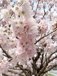 河津桜は葉桜になりましたが このような桜が満開です この桜の名前を教え Yahoo 知恵袋