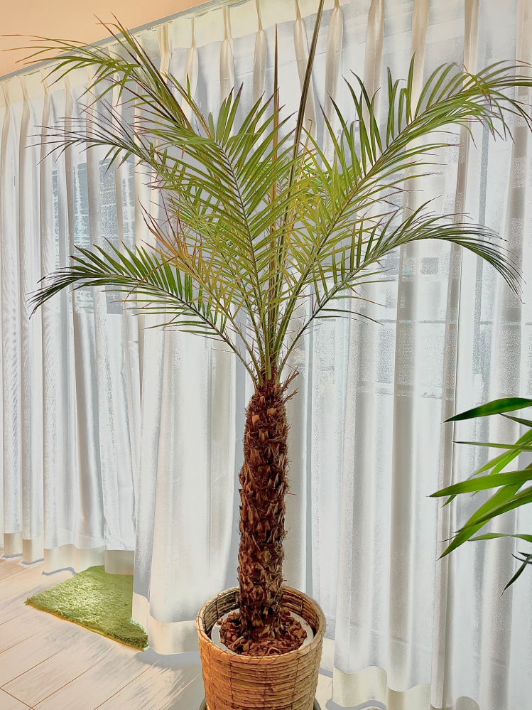 ヤシの実、フェニックス。発芽から3年目