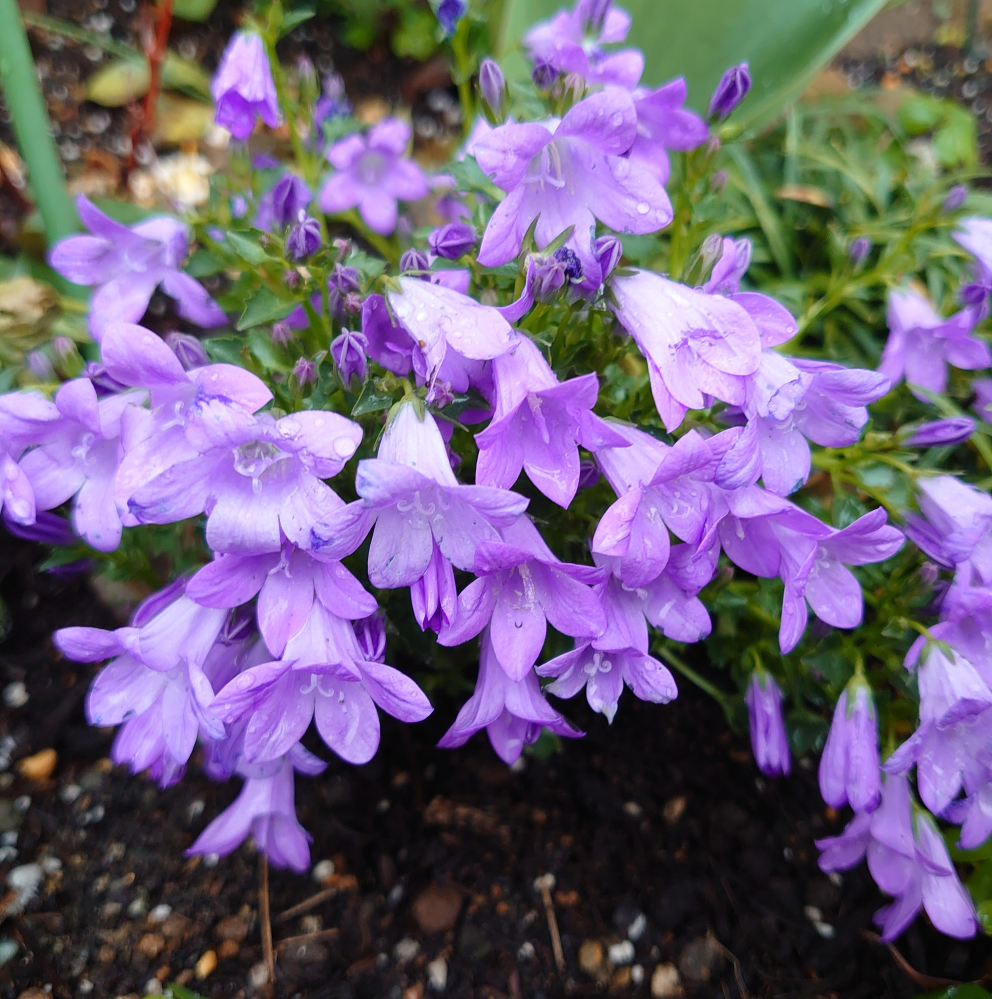 この花の名前を教えて下さい ベルフラワー オトメギキョウ だと思 Yahoo 知恵袋