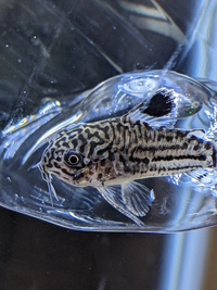 コリドラスは病気でしょうか アクアリウム初めて2ヶ月程です Yahoo 知恵袋