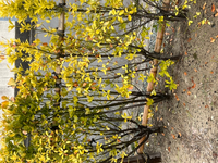 マサキの生垣について質問です ３年前に植えたマサキですが な Yahoo 知恵袋