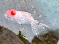 金魚の尾びれは長くなりますか Youtubeに投稿して Yahoo 知恵袋