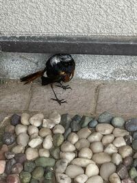 この鳥は何っていう鳥ですが うちの家の玄関前の隅にじっとしていま Yahoo 知恵袋