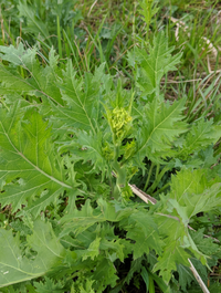 この野草の名前を教えてください 見た目からアブラナ科というこ Yahoo 知恵袋