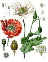 日本では大麻とケシの栽培は禁止されています でもケシはポピーであり 栽 Yahoo 知恵袋