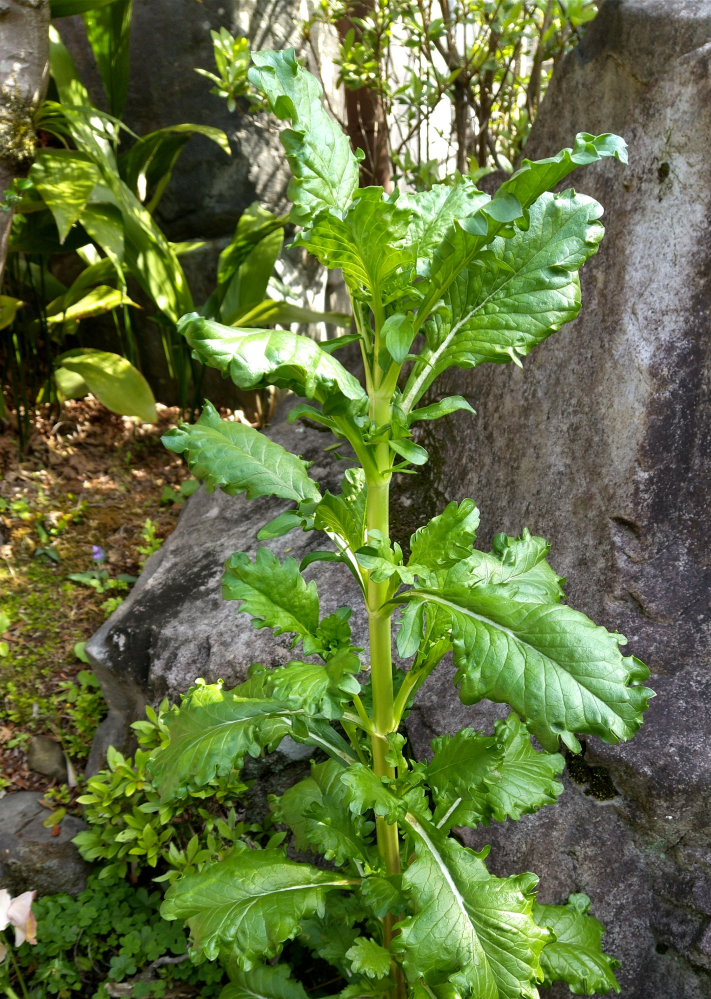 この植物は何ですか?スカビオサの苗を植えて、春に花が咲くと期待していま... - Yahoo!知恵袋 この植物は何ですか?スカビオサの苗を植えて、春に花が咲くと期待していま... - Yahoo!知恵袋