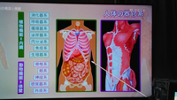 放送大学で放送されていたのですが、
人体の構造と機能で、大きく分けて
内臓は植物系
以外は動物系
らしいです。
不思議ですね・・・人体の構造と機能って・・・(^_^;) どう思いますか？
ご自由に意見を述べてください。(^^)/
