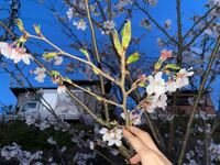庭にある桜の木に 黒っぽい実がなっています この実は食べることができる Yahoo 知恵袋