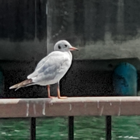 この鳥は何という名前の鳥ですか 小形のカモメ ユリカモ Yahoo 知恵袋