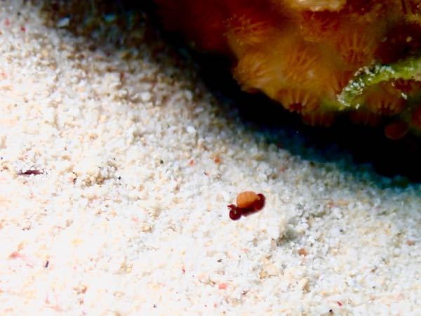 沖縄の万座ダイビングで見つけた1-2mmの生物を撮影いたしました。 烏賊の幼生だと思いますが、何烏賊でしょうか？