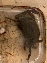 先日 モクズガニを捕まえて飼育をはじめたのですが 翌日死んでしまいました 考え Yahoo 知恵袋