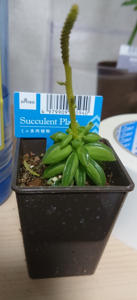 この多肉植物の種類を教えて下さい ダイソーで売られていました いつもあ Yahoo 知恵袋