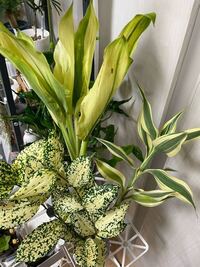 先日 花束を頂きました その中に写真の3種類も花束にな Yahoo 知恵袋