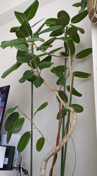 ベンガレンシスを挿し木で増やしてみたいのですが どこで剪定す Yahoo 知恵袋