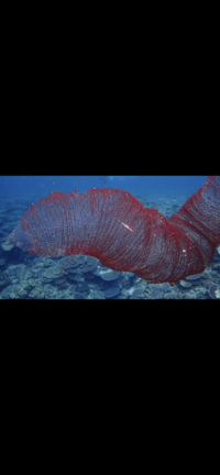 1番かっこいいと思う名前の魚を教えてください 私はヤマノカミです Yahoo 知恵袋