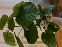 フィカスウンベラータをホームセンターで購入しました 60cm程 7号鉢 Yahoo 知恵袋