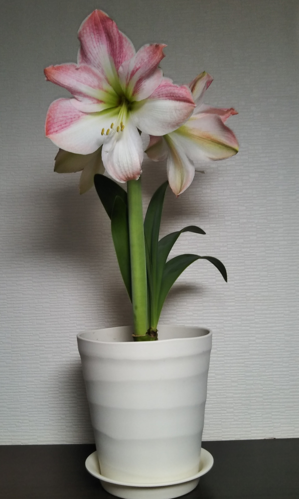 アマリリスの名前を教えて頂きたいのですが よろしくお願いしま Yahoo 知恵袋